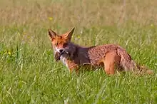 Phortographie d'un renard de profil regardant l'objectif.