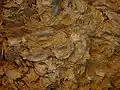 Huîtres fossiles de la falaise (nov.&nbsp;2005)