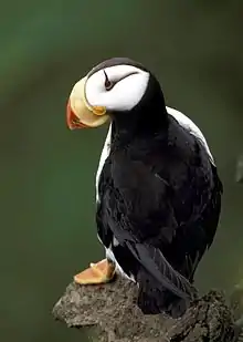 Macareux cornu
