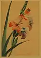 Gladiolas, sans date