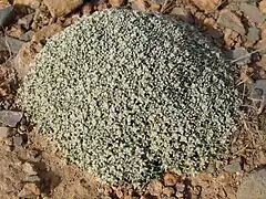 Chou-fleur de Bou Hammama (Fredolia aretioides), endémique du Sahara occidental