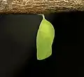 Chrysalide