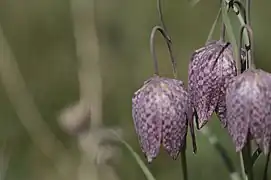 Sauvage en Anjou