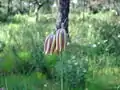 Fritillaria lusitanica