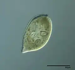 Frontonia atra X160