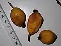 Fruits murs de Trymatococcus amazonicus.