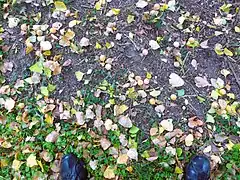 N° 3Fruits et feuilles sous le ginkgo biloba.