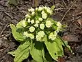 Petasites japonicus.