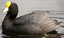 Foulque leucoptère