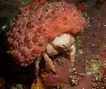 Pseudodromia latens (Dromiidae)