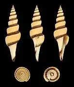 Fusiturris similis (en).