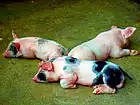 Cochons de lait du Venezuela.