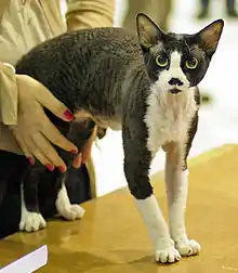 Devon Rex noir et blanc, debout sur une table