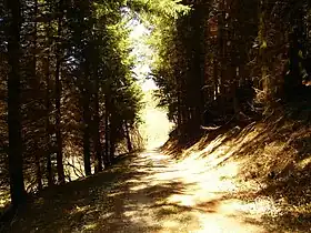 Monzelfeld