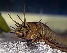 Eunice aphroditois