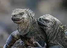 Photographie couleur de deux iguanes collés l'un à l'autre.