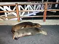 Otaries sur l'embarcadère de Puerto Ayora, Île Santa Cruz.