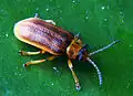 Imago