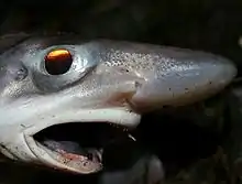 Photo couleur d'une tête de requin sur fond noir.