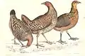 Trois poules: Gallus gallus à gauche, Gallus lafayetii au centre et Gallus varius à droite