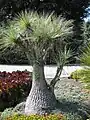 Beaucarnea gracilis.