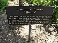 Henné au jardin botanique Huntington Gardens, Los Angeles, (États-Unis)