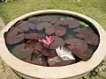 Nymphaea rubra