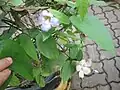 Feuilles et fleurs