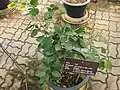 Jeune plant cultivé en pot, Jardin botanique de la reine Sirikit, Thaïlande