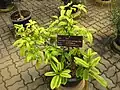 Jeune garcinia gummi-guta en pot, au Jardin botanique de la reine Sirikit, en Thaïlande.