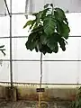 Jeune arbre en pot