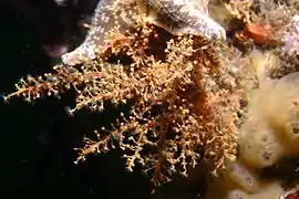 Garveia annulata (Bougainvilliidae)