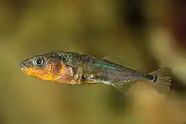 Gasterosteus aculeatus (Gasterosteoidei)