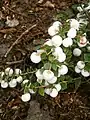 Gaultheria mucronata 'Wintertime'.