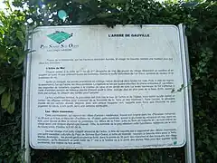 L'arbre de mai.