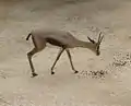 Gazelle de Speke (femelle)