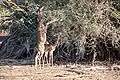 Gazelle de Waller (gérénuk) dans la Réserve nationale de Samburu.