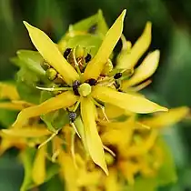 Gentiane jaune(Gentiana lutea).