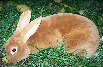 un lapin roux à poil très court et dense