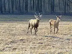 La forêt de Gemenc&nbsp;(hu), dans le parc national Duna-Dráva.