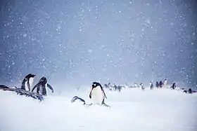 Manchots papous sur l'île Trinity.