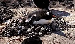 Un Manchot papou dans son nid.