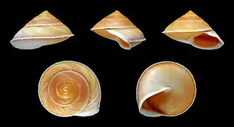 Geophorus agglutinans, un Neritomorpha (gastéropode)