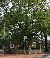 Tilleul à Gesmold (de)