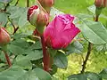 Roses en bouton
