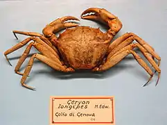 Geryon longipes, un Geryonidae