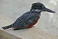♀