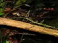 Phasme géant phobaeticus serratipes
