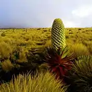 Un lobelia géant (Lobelia deckenii subsp. keniensis), entouré de fétuques, à la limite des landes et de l'étage afro-alpin. Il peut atteindre 6&nbsp;mètres de hauteur et est parfaitement adapté pour piéger les gouttes d'eau et se prémunir du gel.