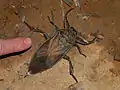 Lethocerus oculatus, Madagascar.